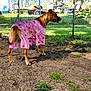 Poppy joined the competition — help win amazing prizes! dog, pink_clothing, halloween, ghost_pattern, pumpkin_pattern, yard, fence, grass, motorcycle, outdoor_furniture, basketball, shade, sunlight, animal, pet, shirt, canine, summer, playful, backyard