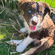 Akoon participe au concours pour gagner de l'argent avec cette photo : puppy, dog, blue_eyes, grass, outdoor, tongue_out, cute, young_animal, pet, animal, sunlight, fence, brown_fur, white_paws, close_up, playful, happy, nature, summer, adorable