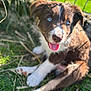 puppy, dog, blue_eyes, grass, outdoor, tongue_out, cute, young_animal, pet, animal, sunlight, fence, brown_fur, white_paws, close_up, playful, happy, nature, summer, adorable