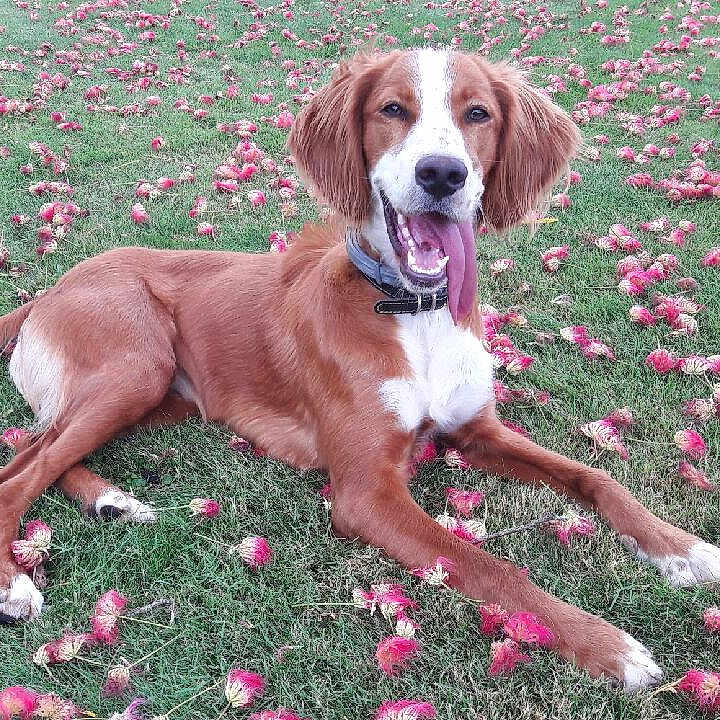 Maya a rejoint le concours — aidez-le/la à gagner de superbes lots ! animal, canine, cheerful, collar, daylight, dog, field, flowers, grass, green, happy, laying_down, nature, outdoor, pet, pink, playful, relaxed, summer, tongue