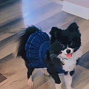 Angel is registered to the contest to win money with this photo: animal, black_and_white, canine, clothing, collar, cute, dog, domestic_animal, dress, floor, fur, happy, indoor, pet, playful, small_dog, smiling, standing, tongue_out, toy_breed