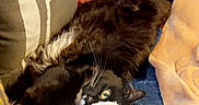 Binx is registered to the contest to win money with this photo: animal, architecture, blanket, building, cat, chair, couch, cushion, furniture, homedecor, indoors, kitten, linen, livingroom, manx, person, pet, plush, sleeping, toy
