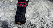 Phoebe joined the competition — help win amazing prizes! animal, beach, canine, clothing, coast, dog, leisureactivities, lifejacket, nature, outdoors, pet, puppy, rock, sea, seawaves, shoreline, sport, summer, vest, water
