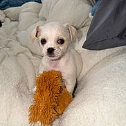 Cassie is registered to the contest to win money with this photo: dog, puppy, small_dog, white_fur, toy, stuffed_toy, blanket, bed, cozy, indoor, pillow, looking_at_camera, cute, big_eyes, muzzle, black_nose, sitting, pet, domestic_animal, fur_texture