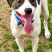 Lucky joined the competition — help win amazing prizes! dog, animal, pet, tongue_out, happy, outdoor, grass, canine, collar, standing, white_fur, brown_spots, ears, tail, snout, mouth_open, playful, friendly, nature, daylight