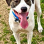 dog, animal, pet, tongue_out, happy, outdoor, grass, canine, collar, standing, white_fur, brown_spots, ears, tail, snout, mouth_open, playful, friendly, nature, daylight