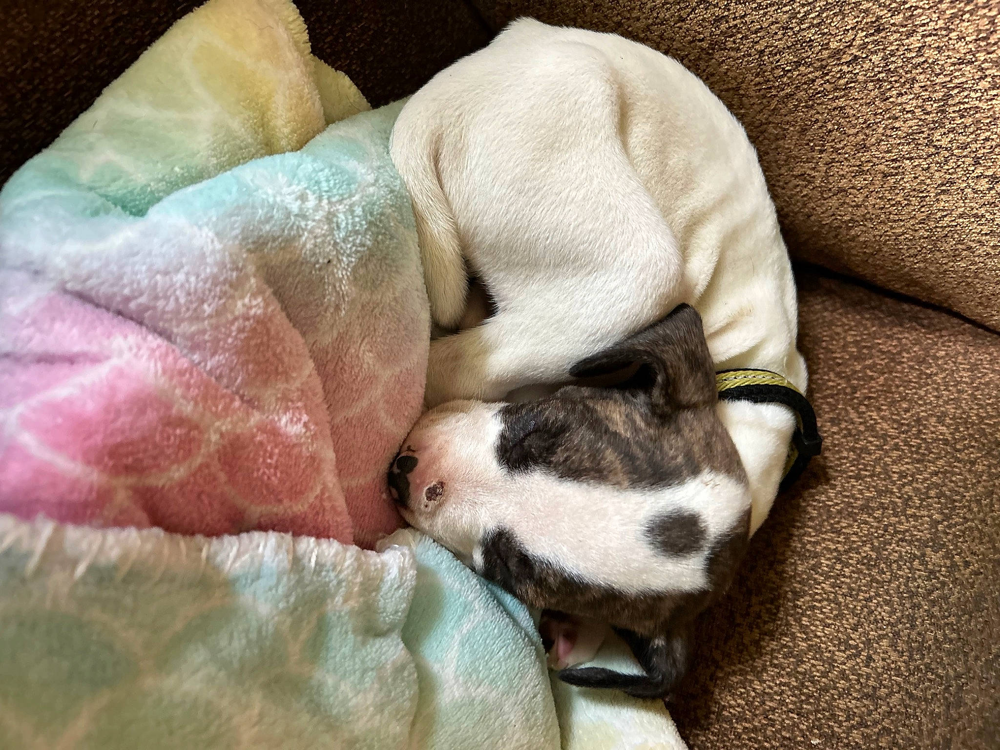 Lucky joined the competition — help win amazing prizes! blanket, canidae, carnivore, comfort, companion_dog, dog, dog_breed, fawn, felidae, fur, linens, nap, non_sporting_group, sleep, sporting_group, tail, terrestrial_animal, whiskers, working_animal