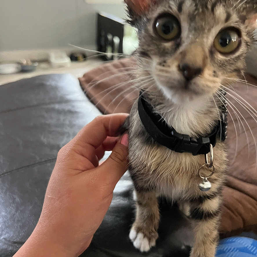 Michi joined the competition — help win amazing prizes! bell, big_eyes, cat, close_up, collar, couch, curious, furniture, home, human_hand, indoor, kitten, leather, paws, pet, playful, sitting, tabby, whiskers, window