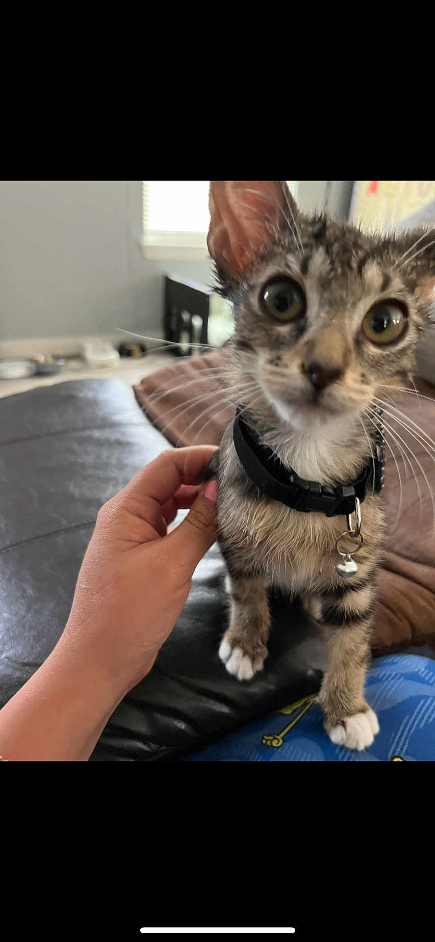 Michi joined the competition — help win amazing prizes! kitten, cat, pet, collar, bell, whiskers, big_eyes, tabby, paws, human_hand, couch, leather, indoor, close_up, curious, furniture, window, home, sitting, playful