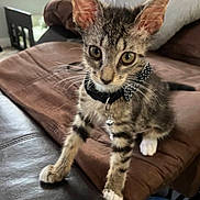 Michi is registered to the contest to win money with this photo: cat, kitten, tabby, collar, bow_tie, bell, whiskers, paws, ears, big_eyes, couch, blanket, living_room, indoor, pet, fur, curious, close_up, domestic_animal, sitting