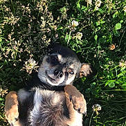 Bella is registered to the contest to win money with this photo: dog, grass, flower, clover, outdoor, pet, canine, nature, relaxed, sunlight, lying_down, small_dog, black_fur, tan_fur, happy, animal, summer, closeup, grass_field, playful