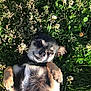 dog, grass, flower, clover, outdoor, pet, canine, nature, relaxed, sunlight, lying_down, small_dog, black_fur, tan_fur, happy, animal, summer, closeup, grass_field, playful