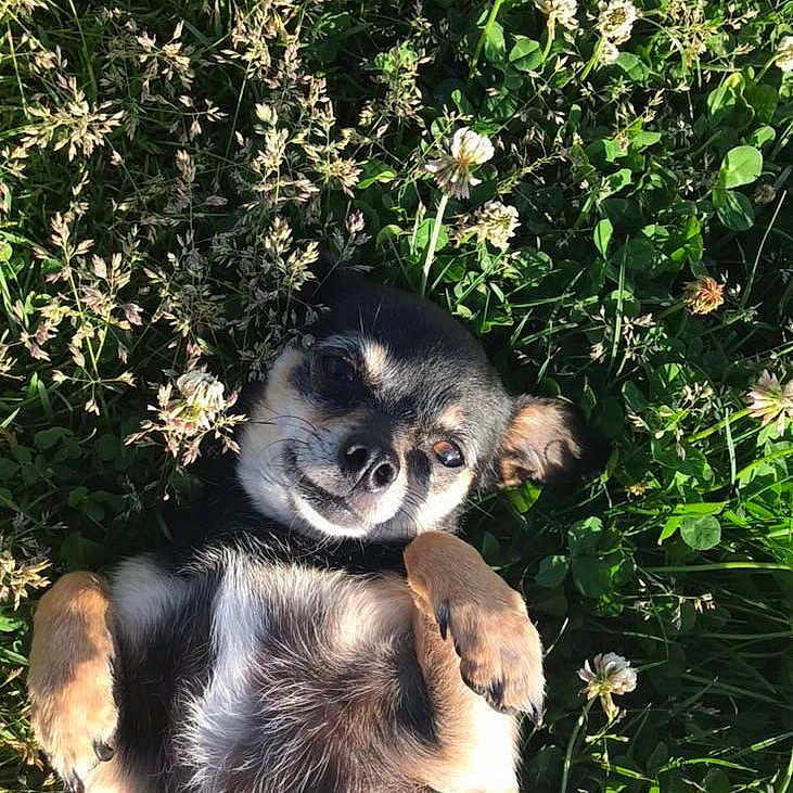Bella is registered to the contest to win money with this photo: animal, black_fur, canine, closeup, clover, dog, flower, grass, grass_field, happy, lying_down, nature, outdoor, pet, playful, relaxed, small_dog, summer, sunlight, tan_fur