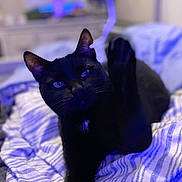 Symphony is registered to the contest to win money with this photo: animal, bed, black_cat, blanket, blue_light, cat, cozy, cute, ears, eyes, feline, fur, indoor, paw, pet, relaxed, soft_focus, stretching, striped, whiskers