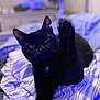 animal, bed, black_cat, blanket, blue_light, cat, cozy, cute, ears, eyes, feline, fur, indoor, paw, pet, relaxed, soft_focus, stretching, striped, whiskers