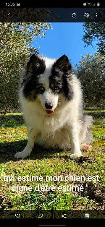 Angel a rejoint le concours — aidez-le/la à gagner de superbes lots ! ancient_dog_breeds, australian_collie, border_collie, canidae, carnivore, companion_dog, dog, dog_agility, dog_breed, grass, herding_dog, photo_caption, plant, sky, snout, sporting_group, thai_bangkaew_dog, tree, working_dog