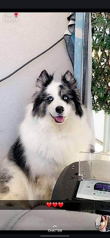 Angel a rejoint le concours — aidez-le/la à gagner de superbes lots ! ancient_dog_breeds, art, border_collie, canidae, carnivore, companion_dog, dog, dog_breed, fur, herding_dog, plant, smile, snout, sporting_group, tree, whiskers, working_animal, working_dog