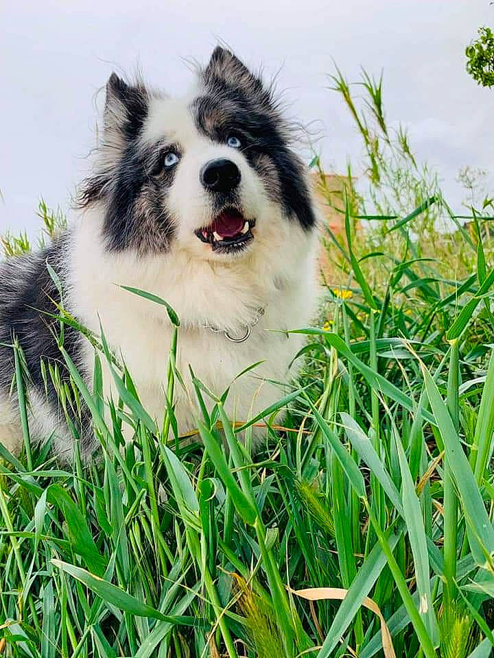 Angel a rejoint le concours — aidez-le/la à gagner de superbes lots ! ancient_dog_breeds, art, canidae, carnivore, collar, companion_dog, dog, dog_breed, grass, grassland, happy, herding_dog, natural_landscape, people_in_nature, plant, sky, sled_dog, sporting_group, working_animal, working_dog