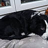 Ajax a rejoint le concours — aidez-le/la à gagner de superbes lots ! dog, black_and_white, lying_down, blanket, paw_print, window, indoor, pet, fur, resting, cute, animal, sleepy, cozy, plush_toy, domestic, mammal, companion, bedroom, relaxed