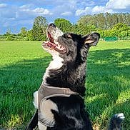 Ajax participe au concours pour gagner de l'argent avec cette photo : animal, black_and_white, blue_sky, canine, clouds, daytime, dog, ears_up, field, grass, greenery, happy, harness, jumping, nature, outdoor, pet, playful, sunlight, tail
