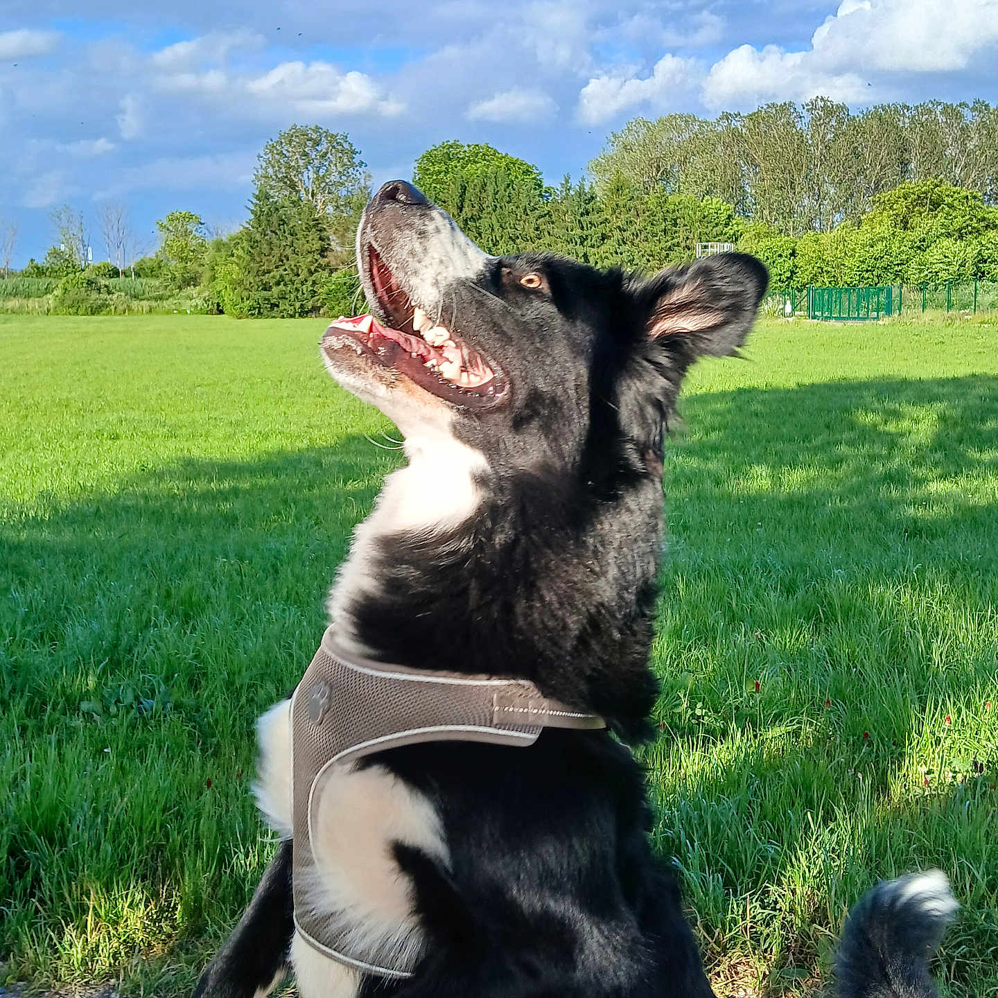 Ajax