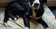 Ajax a rejoint le concours — aidez-le/la à gagner de superbes lots ! dog, black_and_white, pet_bed, indoor, window, outdoor_view, cushion, resting, curious, fur, paw, floor, cardboard_box, garden_furniture, natural_light, home, animal, domestic, relaxing, companion