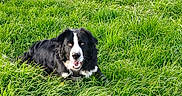 Ajax participe au concours pour gagner de l'argent avec cette photo : animal, black_and_white, canine, dog, eyes, field, fur, grass, greenery, happy, lying_down, muzzle, nature, outdoor, pet, playful, portrait, summer, sunlight, tongue