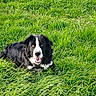Ajax participe au concours pour gagner de l'argent avec cette photo : dog, grass, outdoor, animal, black_and_white, pet, nature, happy, tongue, canine, field, fur, eyes, playful, summer, sunlight, muzzle, lying_down, greenery, portrait