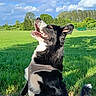 Ajax participe au concours pour gagner de l'argent avec cette photo : animal, black_and_white, blue_sky, canine, clouds, daylight, dog, energetic, field, grass, happy, harness, jumping, nature, outdoor, pet, playful, summer, sunlight, trees