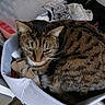 Surprise participe au concours pour gagner de l'argent avec cette photo : cat, tabby, pet, animal, feline, basket, striped, fabric, clothing, container, indoor, resting, cozy, fur, whiskers, ears, eyes, household, stuffed, curled_up