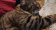 Surprise a rejoint le concours — aidez-le/la à gagner de superbes lots ! cat, tabby_cat, feline, pet, sleeping, stretching, whiskers, fur, indoor, blanket, cushion, comfort, relaxation, closeup, animal, mammal, striped, domestic, resting, cozy