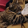 cat, tabby_cat, feline, pet, sleeping, stretching, whiskers, fur, indoor, blanket, cushion, comfort, relaxation, closeup, animal, mammal, striped, domestic, resting, cozy
