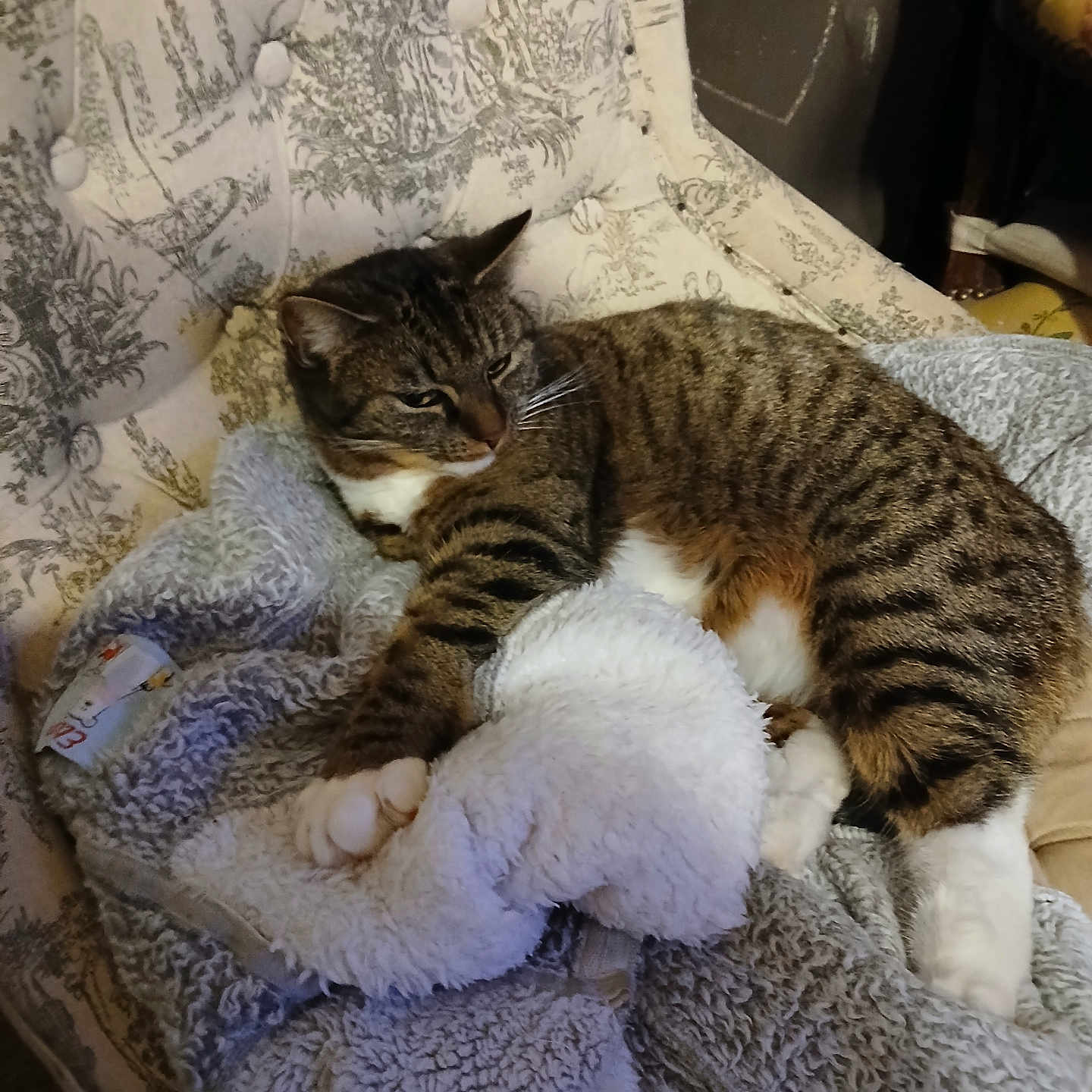 Surprise a rejoint le concours — aidez-le/la à gagner de superbes lots ! cat, tabby_cat, animal, pet, feline, resting, blanket, chair, patterned_fabric, cozy, indoor, fur, whiskers, paws, sleepy, relaxed, home, comfort, texture, soft