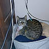 cat, tabby_cat, basket, clothes, indoor, furniture, wood, cable, pet, animal, cozy, curled_up, looking_at_camera, flash, glowing_eyes, fabric_basket, corner, home, domestic, resting