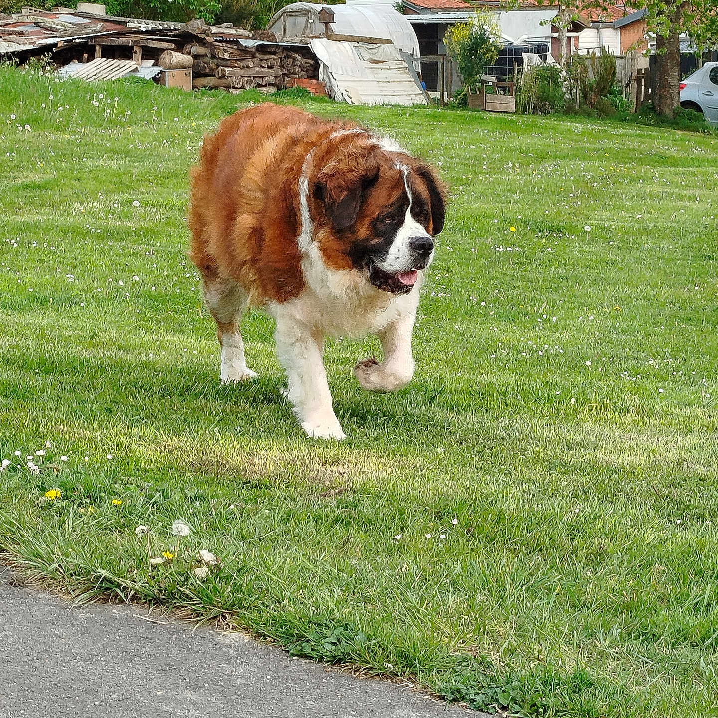 Betho participe au concours pour gagner de l'argent avec cette photo : animal, backyard, canine, daylight, dog, flora, fur, garden, grass, house, lawn, nature, outdoor, path, pet, playful, saint_bernard, spring, tree, walking