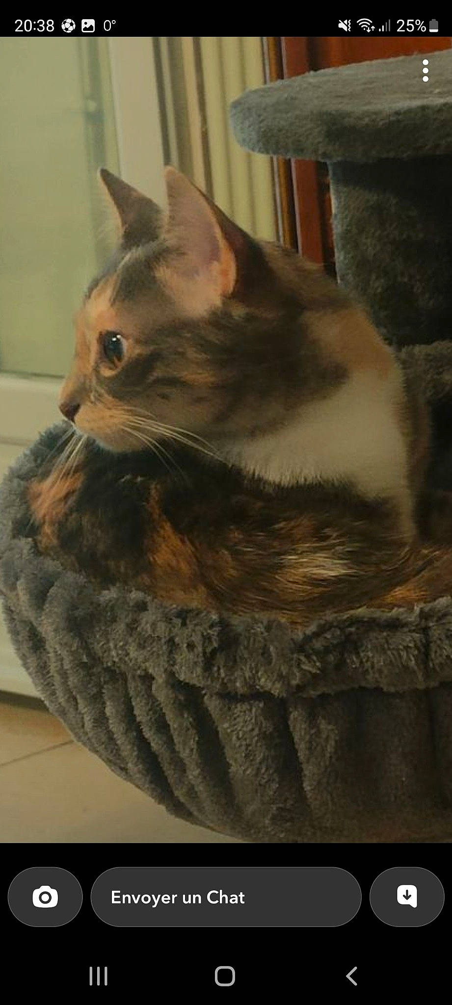 Yoko a rejoint le concours — aidez-le/la à gagner de superbes lots ! basket, box, carnivore, cat, cat_bed, cat_furniture, cat_supply, domestic_short_haired_cat, fawn, felidae, fur, paw, pet_supply, small_to_medium_sized_cats, snout, tail, whiskers, window, wood