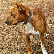 Una participe au concours pour gagner de l'argent avec cette photo : dog, brown_dog, white_paws, collar, outdoor, grass, dry_grass, animal, pet, alert, side_view, canine, fur, muzzle, ears, four_legs, nature, daylight, standing, watchful