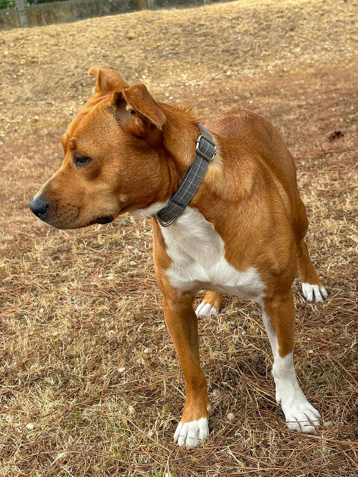Una participe au concours pour gagner de l'argent avec cette photo : dog, brown_dog, white_paws, collar, outdoor, grass, dry_grass, animal, pet, alert, side_view, canine, fur, muzzle, ears, four_legs, nature, daylight, standing, watchful