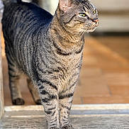 Qlf a rejoint le concours — aidez-le/la à gagner de superbes lots ! cat, tabby, animal, pet, feline, outdoor, doorway, standing, fur, whiskers, ears, eyes, paws, striped, alert, sunlight, closeup, looking_away, mammal, domestic