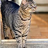 cat, tabby, animal, pet, feline, outdoor, doorway, standing, fur, whiskers, ears, eyes, paws, striped, alert, sunlight, closeup, looking_away, mammal, domestic