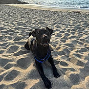 Démon participe au concours pour gagner de l'argent avec cette photo : dog, black_dog, sand, beach, ocean, water, rocks, cliffs, sunlight, harness, animal, pet, outdoor, nature, canine, lying_down, sunset, coast, waves, shore