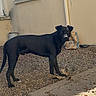 alert, animal, beige_wall, black_dog, concrete, curious, daytime, dog, gravel, outdoor, pet, pipe, playful, shadow, standing, stick, sunlight, wall, window, yard
