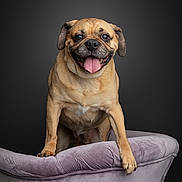 Nala is registered to the contest to win money with this photo: animal, canine, chair, cute, dark_background, dog, friendly, furry, happy, indoor, looking_at_camera, paw, pet, portrait, pug, purple_chair, sitting, smiling, studio, tongue_out