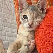 Princess Ada joined the competition — help win amazing prizes! cat, kitten, one_eyed, pet, indoor, cozy, orange_pillow, plaid_cushion, furry, cute, relaxed, animal, feline, resting, soft_texture, close_up, young, whiskers, paw, sitting