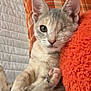 cat, kitten, one_eyed, pet, indoor, cozy, orange_pillow, plaid_cushion, furry, cute, relaxed, animal, feline, resting, soft_texture, close_up, young, whiskers, paw, sitting