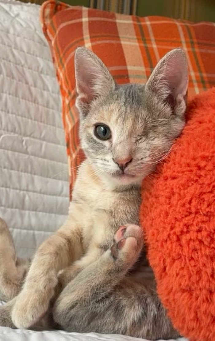 Princess Ada joined the competition — help win amazing prizes! cat, kitten, one_eyed, pet, indoor, cozy, orange_pillow, plaid_cushion, furry, cute, relaxed, animal, feline, resting, soft_texture, close_up, young, whiskers, paw, sitting