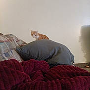 Bubba Lou is registered to the contest to win money with this photo: cat, orange_cat, pillow, blanket, couch, wall, indoor, home, upholstery, cozy, blur, pet, feline, resting, cushion, living_room, shadow, fabric, small_pet, patterned_throw