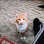 cat, orange_cat, ginger_cat, tabby, pet, feline, indoor, carpet, rug, sitting, paws, whiskers, eyes, fur, looking_up, cute, portrait, home, domestic_animal, curious