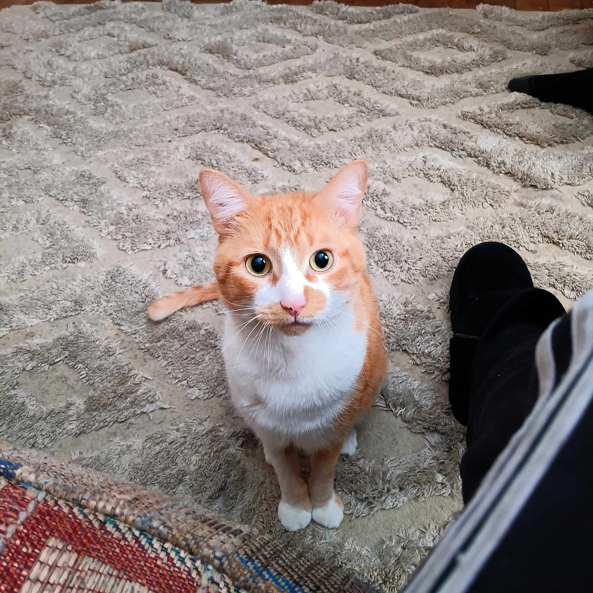 Bubba Lou joined the competition — help win amazing prizes! carpet, cat, curious, cute, domestic_animal, eyes, feline, fur, ginger_cat, home, indoor, looking_up, orange_cat, paws, pet, portrait, rug, sitting, tabby, whiskers