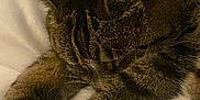 Honey Fluffy Bottom joined the competition — help win amazing prizes! cat, tabby, sleeping, paws, fur, white_blanket, cozy, resting, animal, pet, indoor, cute, mammal, whiskers, relaxation, feline, closeup, soft, comfort, nap
